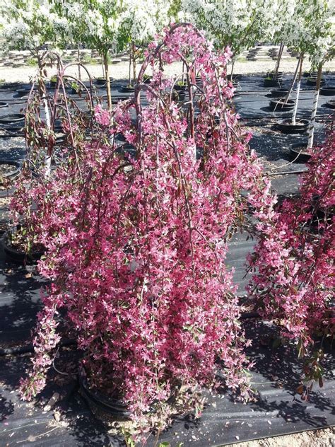 dwarf weeping crabapple tree varieties